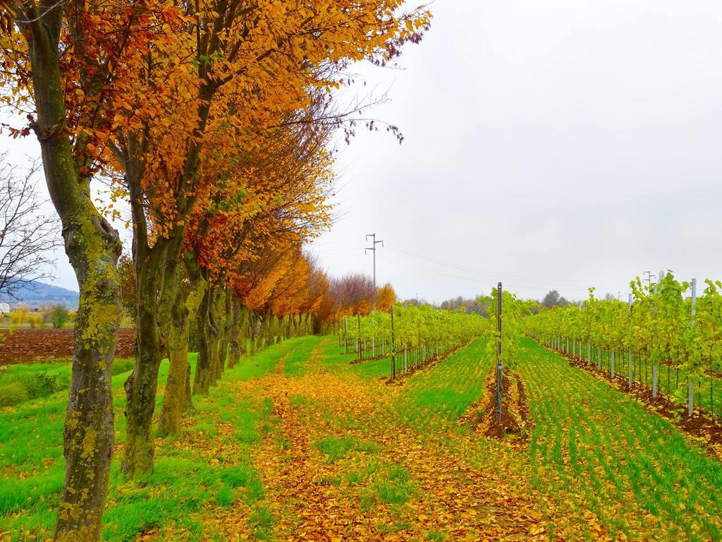 Agriturismo Paradiso Sarego Eksteriør bilde